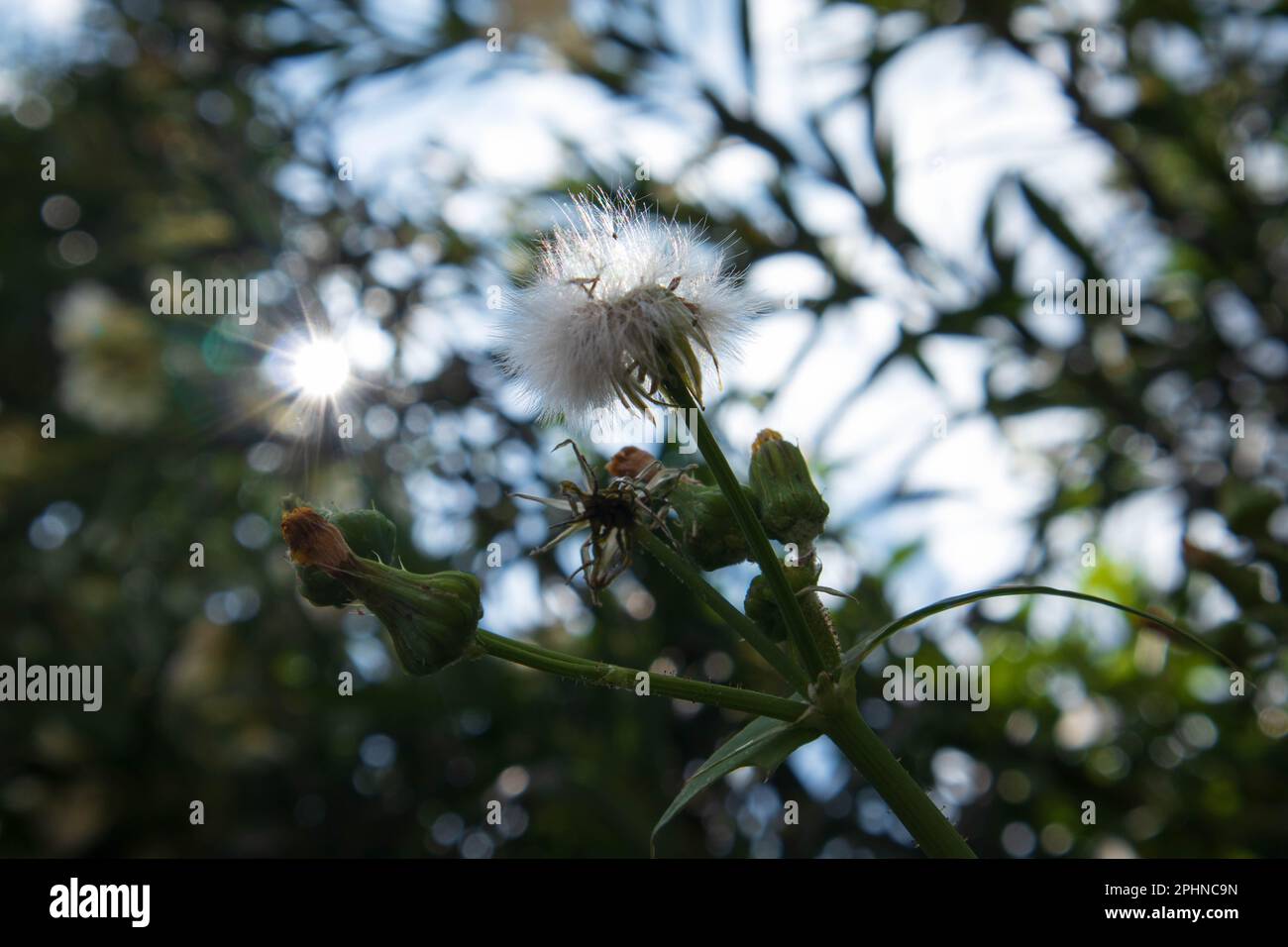 Il vibrante Dandelion in fiore su una sezione alberata sotto Autumn Sky Foto Stock
