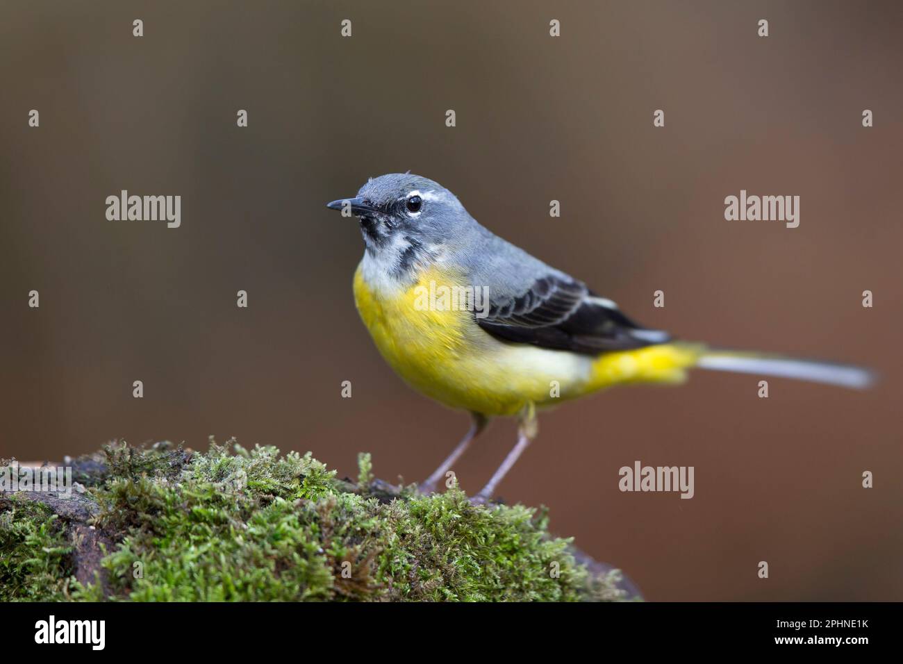 Vista ravvicinata nei dettagli di un uccello selvaggio a coda di sciabola grigio (Mottacilla cinerea) isolatedoutdoor che si appollaiano su un ceppo di alberi di muschio. Foto Stock