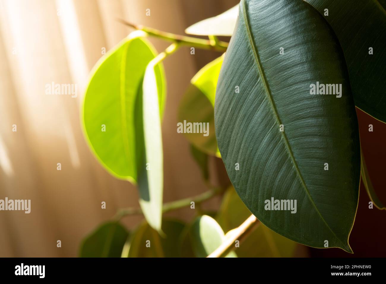 le vele di una bella pianta da appartamento con gocce d'acqua Foto Stock