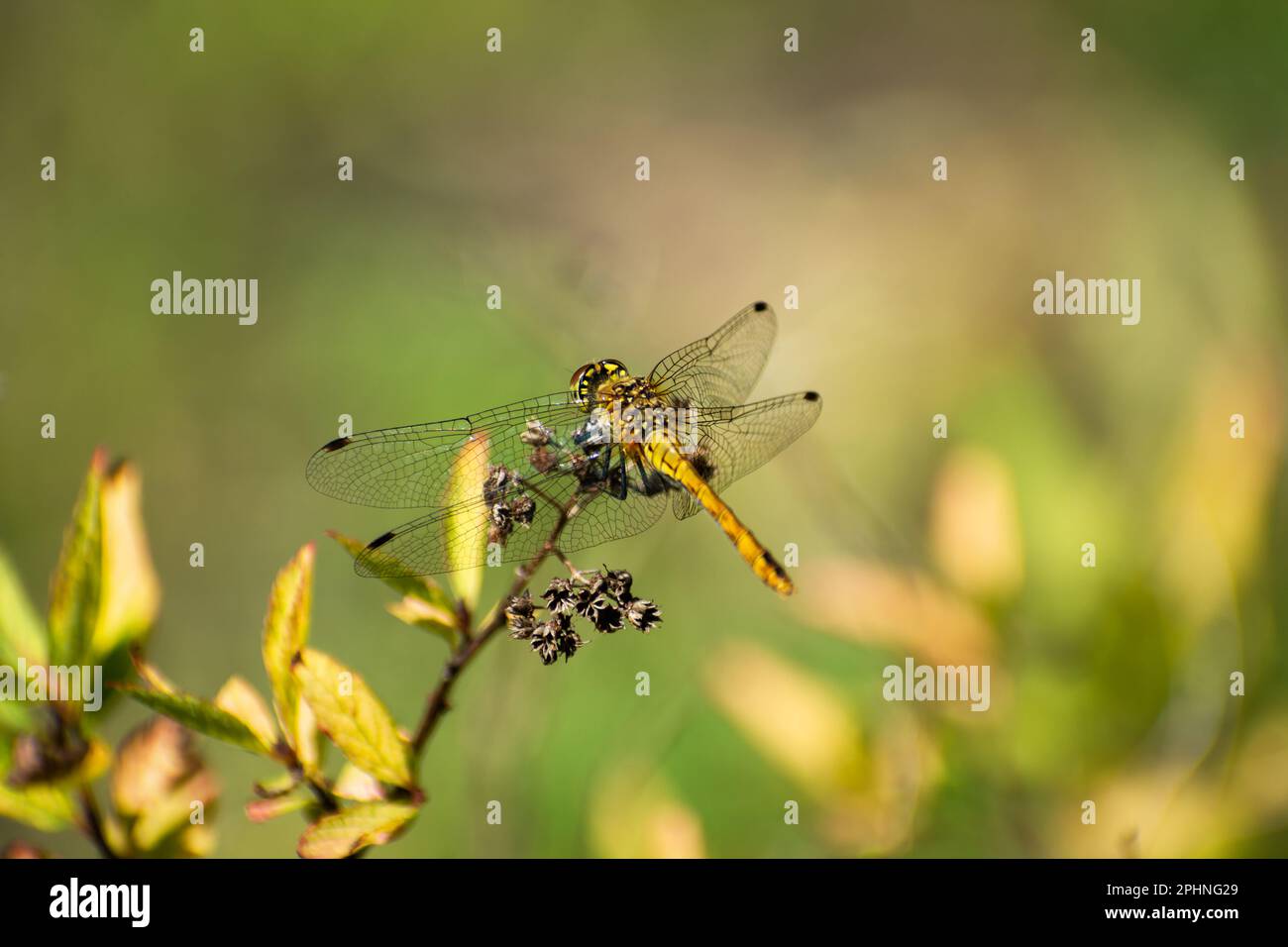 Una libellula gialla seduta su una pianta, giorno d'estate Foto Stock