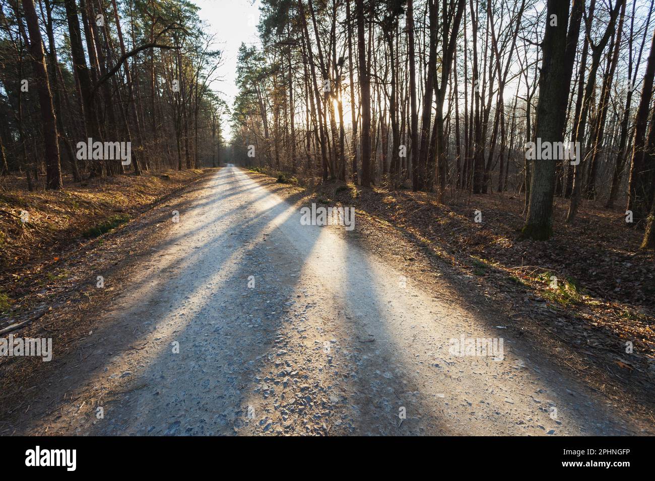 Ombre sulla strada attraverso la foresta, Nowiny, Polonia Foto Stock
