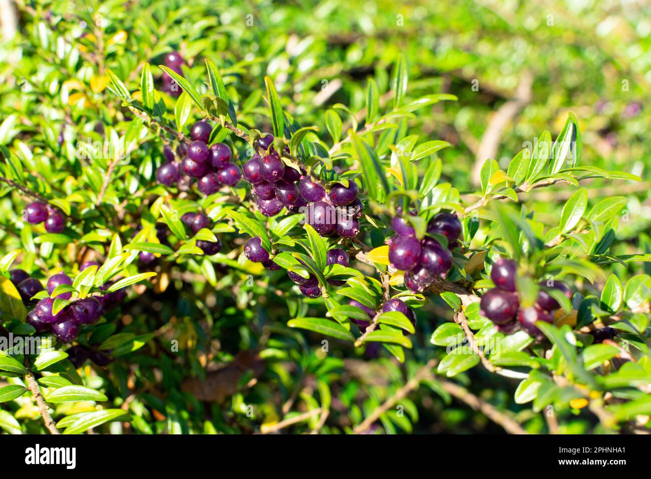 Evergreen decorazione Hedge Lonicera pileata con foglie lucide, Box Leaved Honeysuckle o Privet Honeysuckle Purple Berries Foto Stock