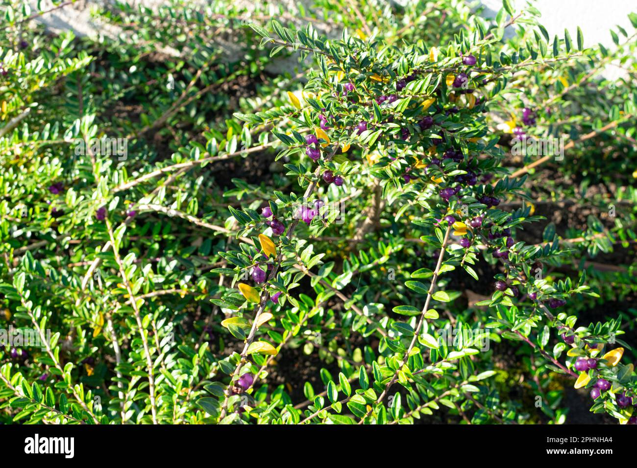 Evergreen decorazione Hedge Lonicera pileata con foglie lucide, Box Leaved Honeysuckle o Privet Honeysuckle Purple Berries Foto Stock