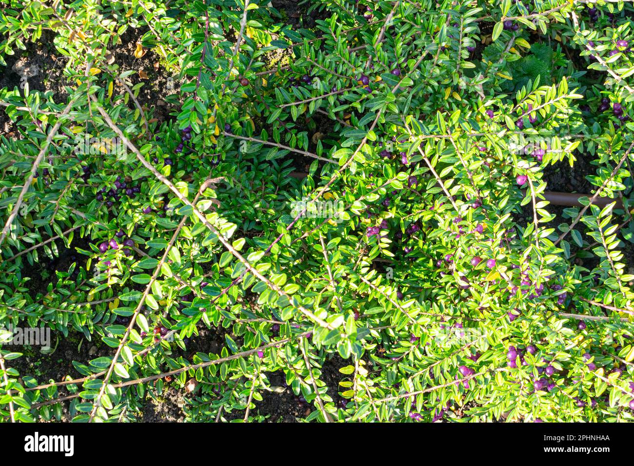 Evergreen decorazione Hedge Lonicera pileata con foglie lucide, Box Leaved Honeysuckle o Privet Honeysuckle Purple Berries Foto Stock