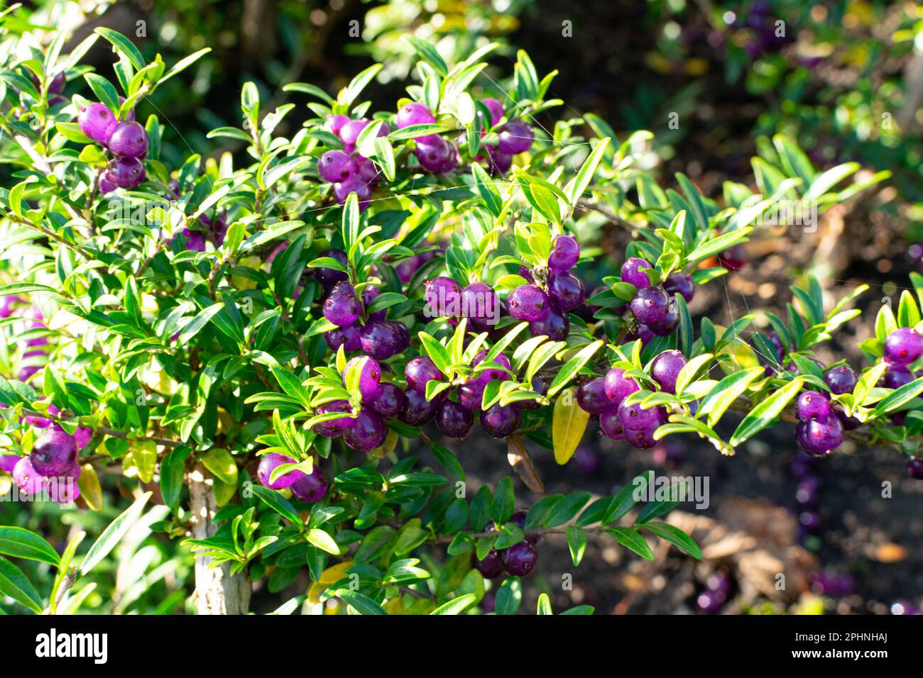 Evergreen decorazione Hedge Lonicera pileata con foglie lucide, Box Leaved Honeysuckle o Privet Honeysuckle Purple Berries Foto Stock