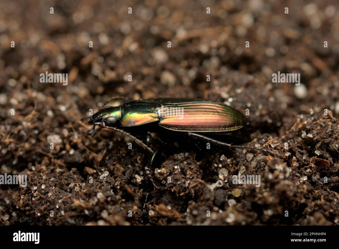 Un groundbeetle maschio (Poecilus versicolor) sul terreno, lucido, metallico, macrofotografia, insetti Foto Stock