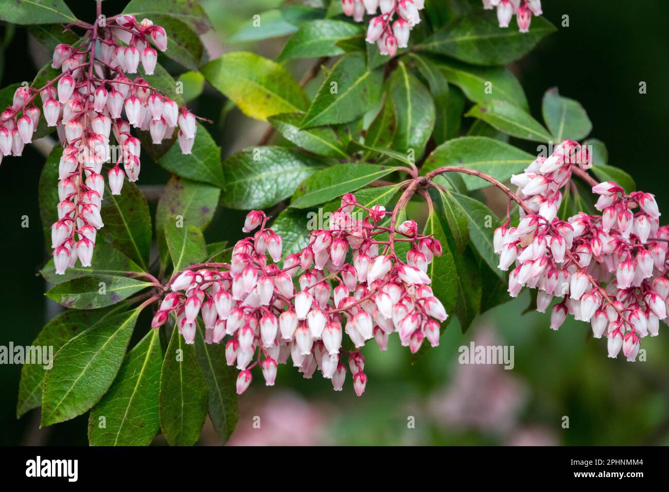 andromeda giapponese, arbusto di Lily of the Valley, Pieris giapponese, Evergreen, arbusto fioritura, Pieris japonica Dorothy Wyckoff, pianta di Pieris, primavera primaverile Foto Stock