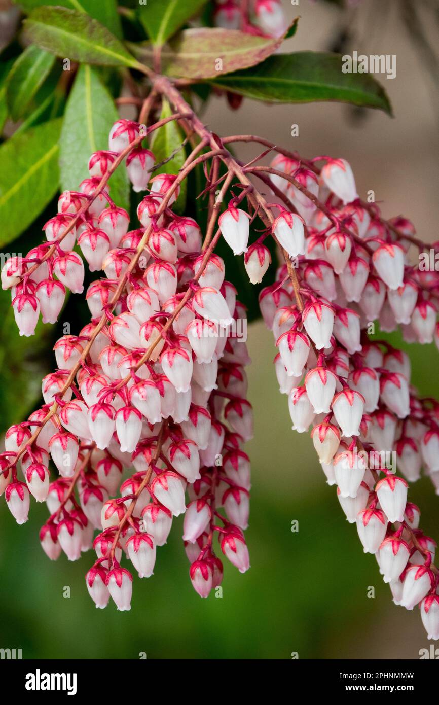 Lily of the Valley arbusto, Pieris 'Dorothy Wyckoff', Pieris japonica, Andromeda giapponese, primo piano, Fiore Foto Stock