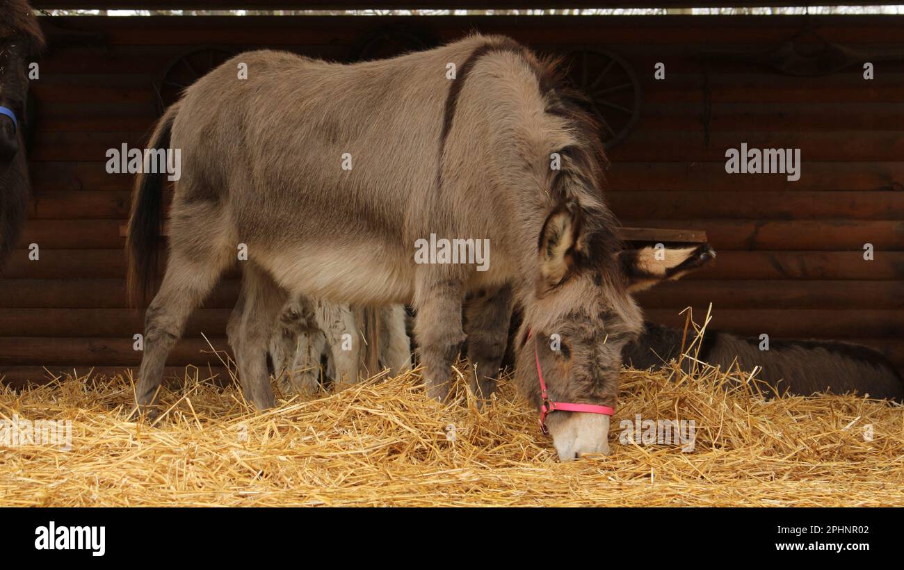 Open Wide Zoo a Colonia, Germania Foto Stock