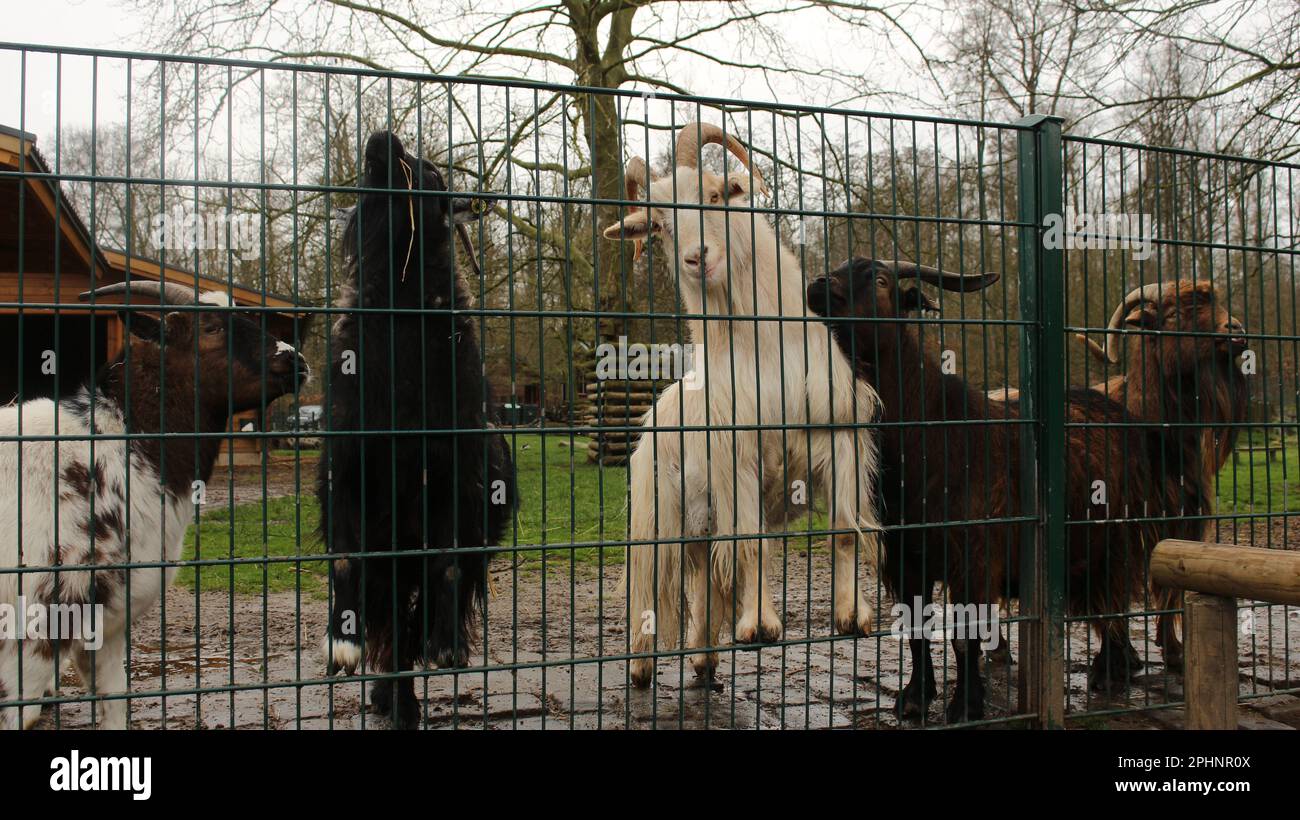 Open Wide Zoo a Colonia, Germania Foto Stock