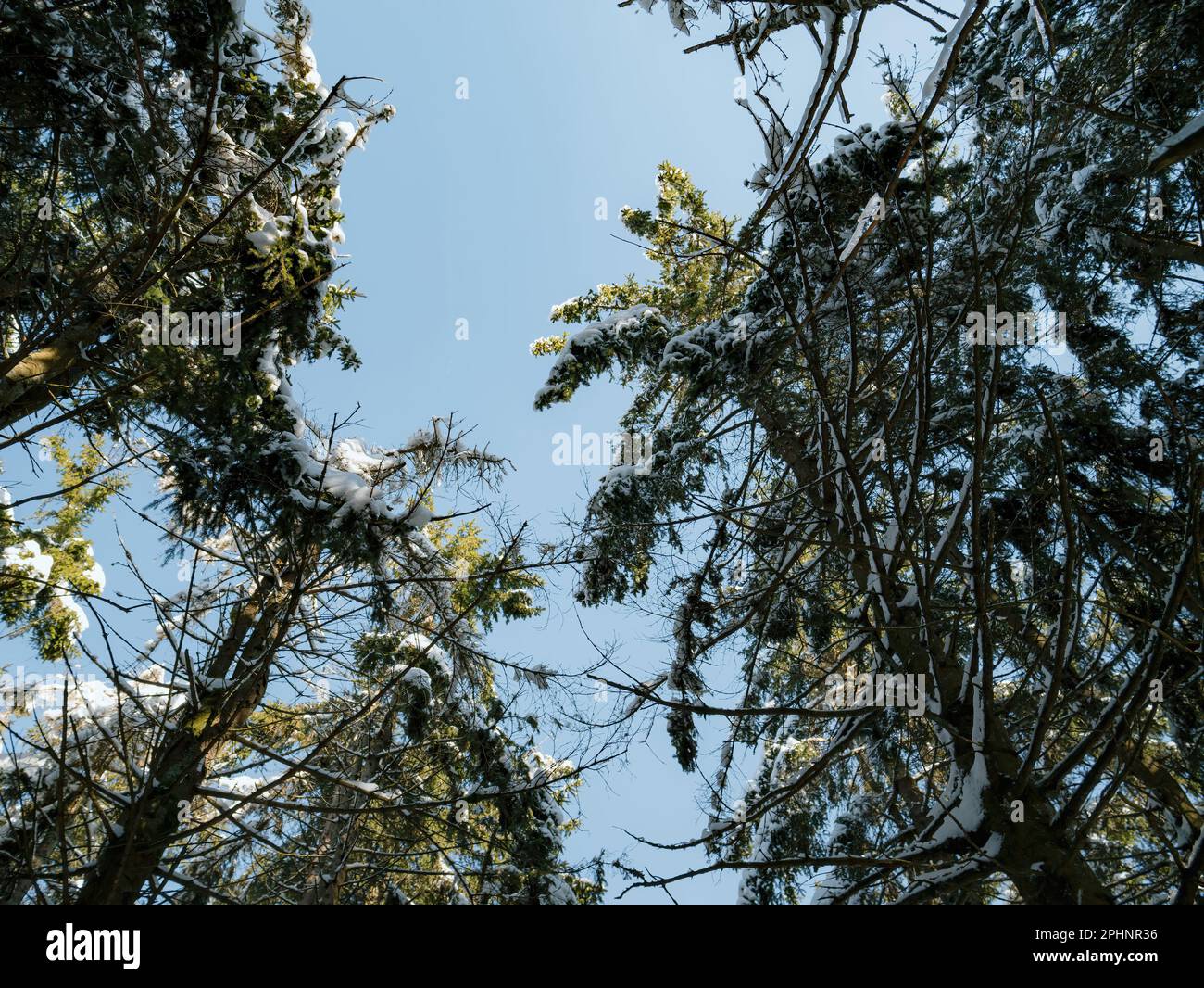 Una vista ad angolo basso di una foresta nera in Germania, piena di alberi di pino torreggianti multipli e lussureggianti rami frondosi che raggiungono il cielo. Foto Stock