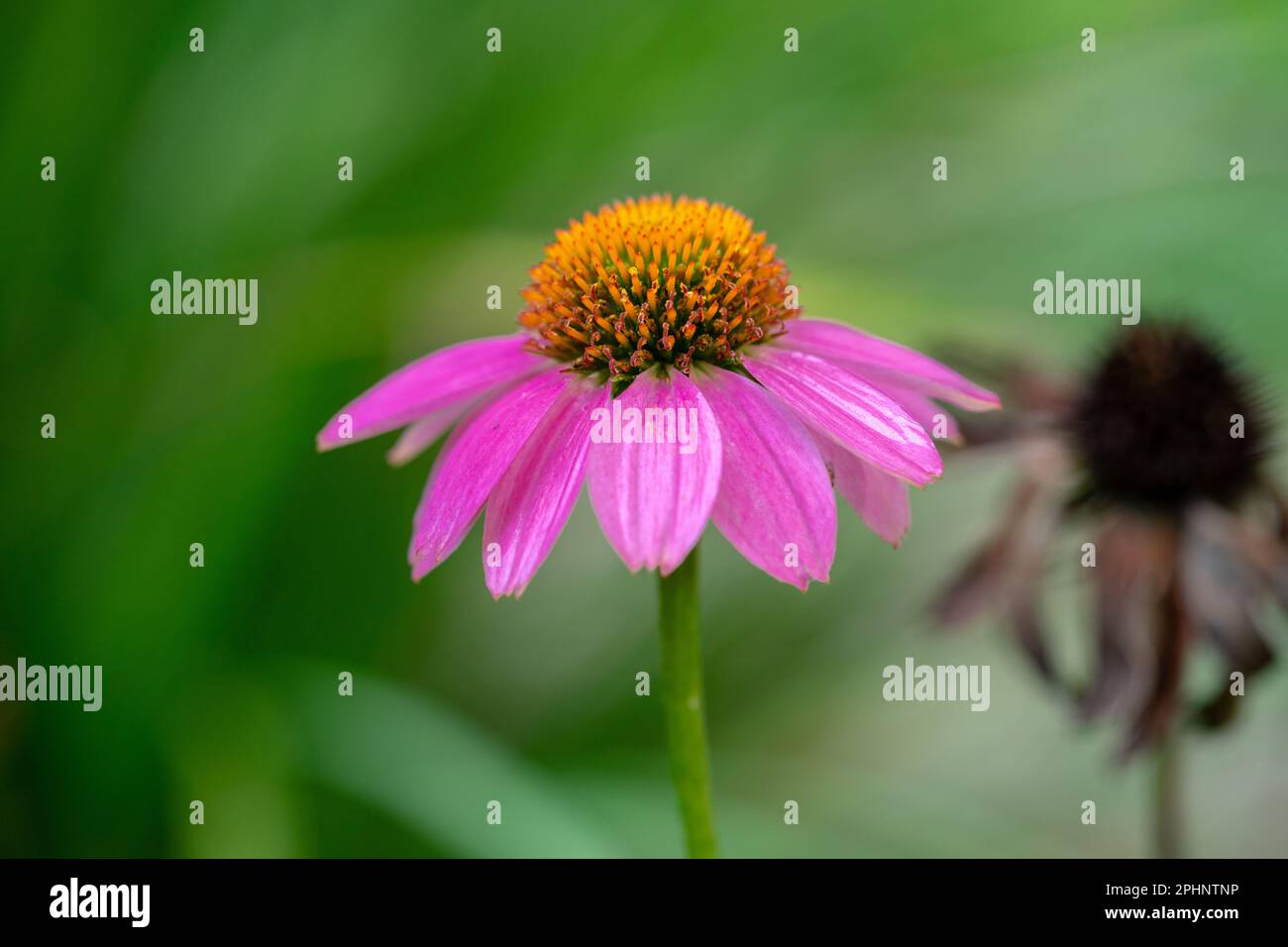 Macro shot, messa a fuoco selettiva, luce naturale. Foto Stock