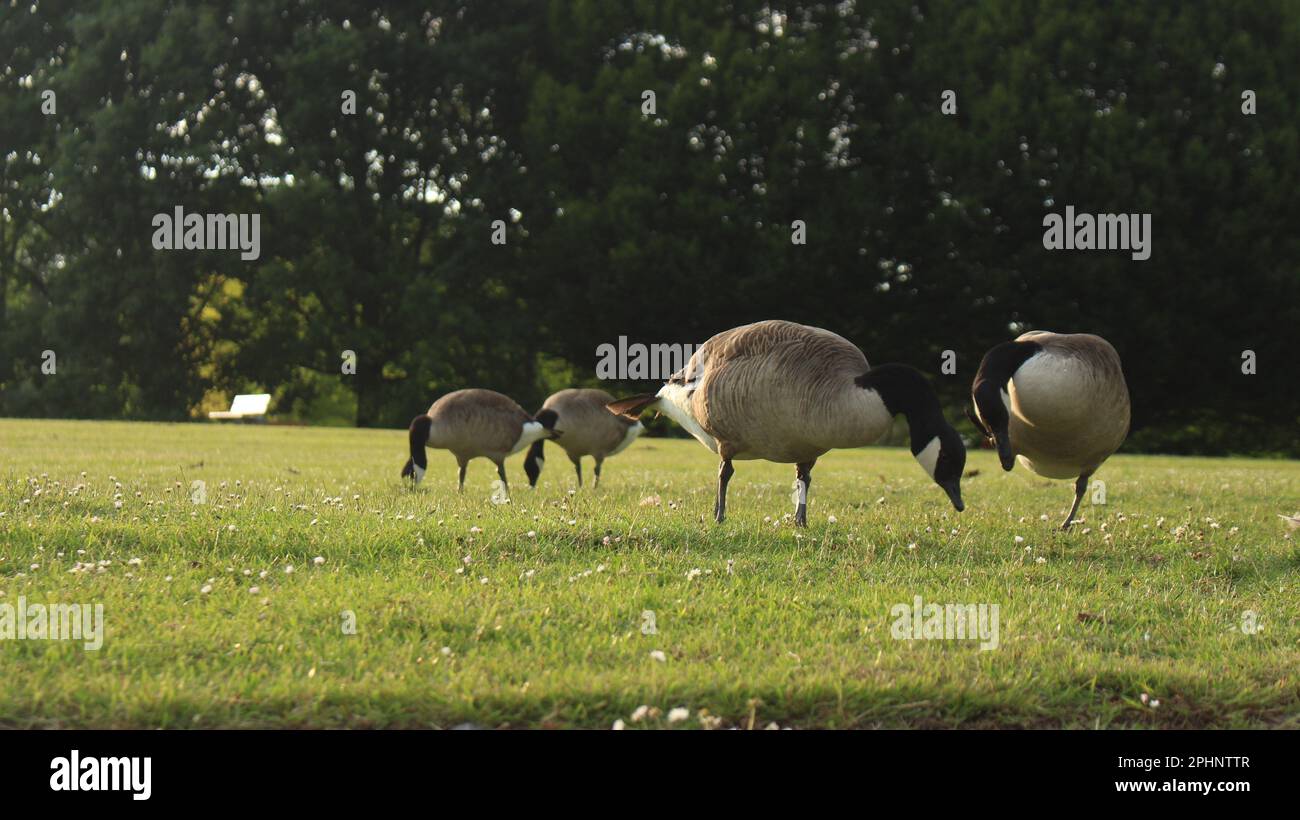 Westfalen Park, Dortmund, Germania Foto Stock