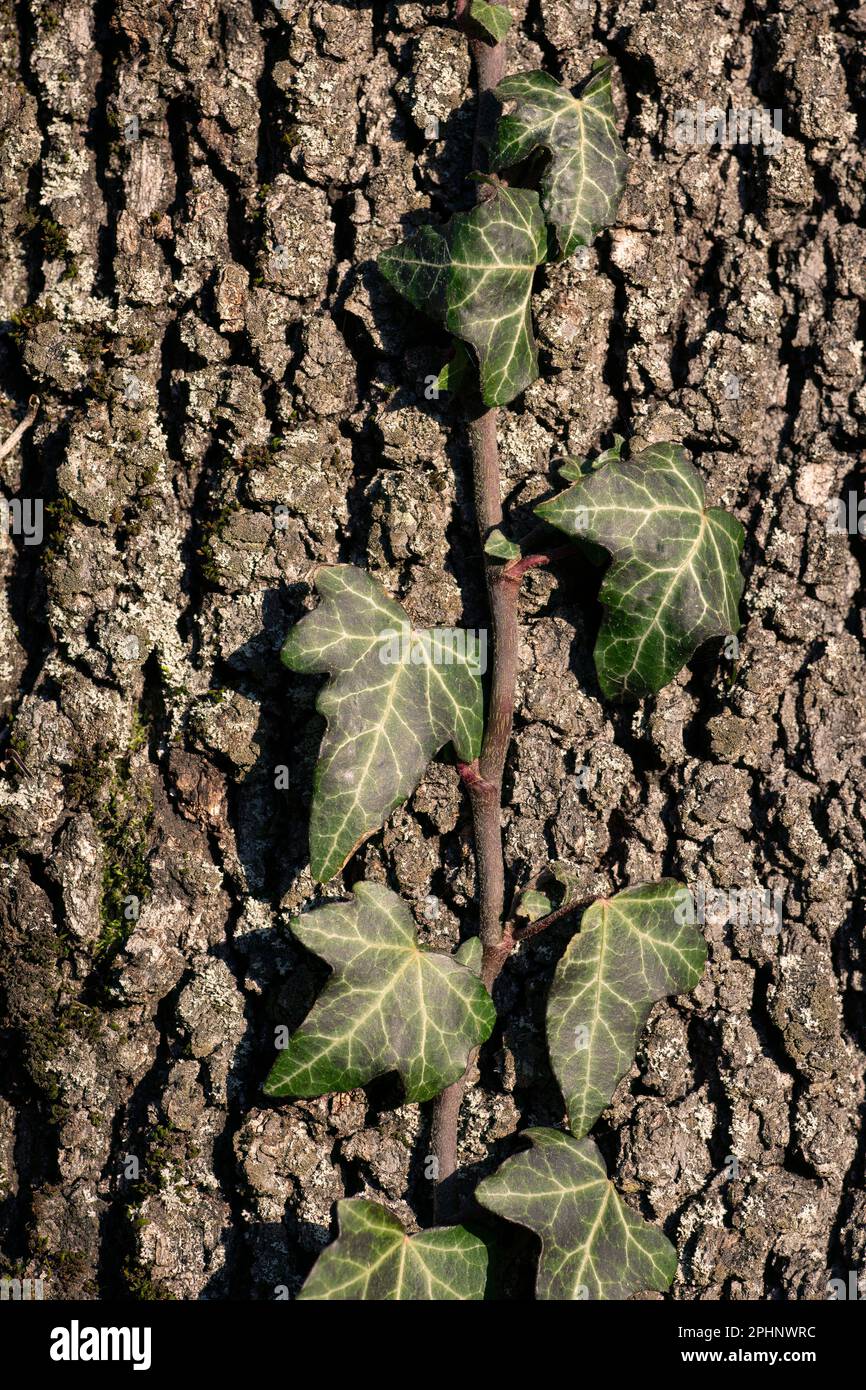 Una pianta di edera che sale su un grande querce in Toscana, Italia Foto Stock