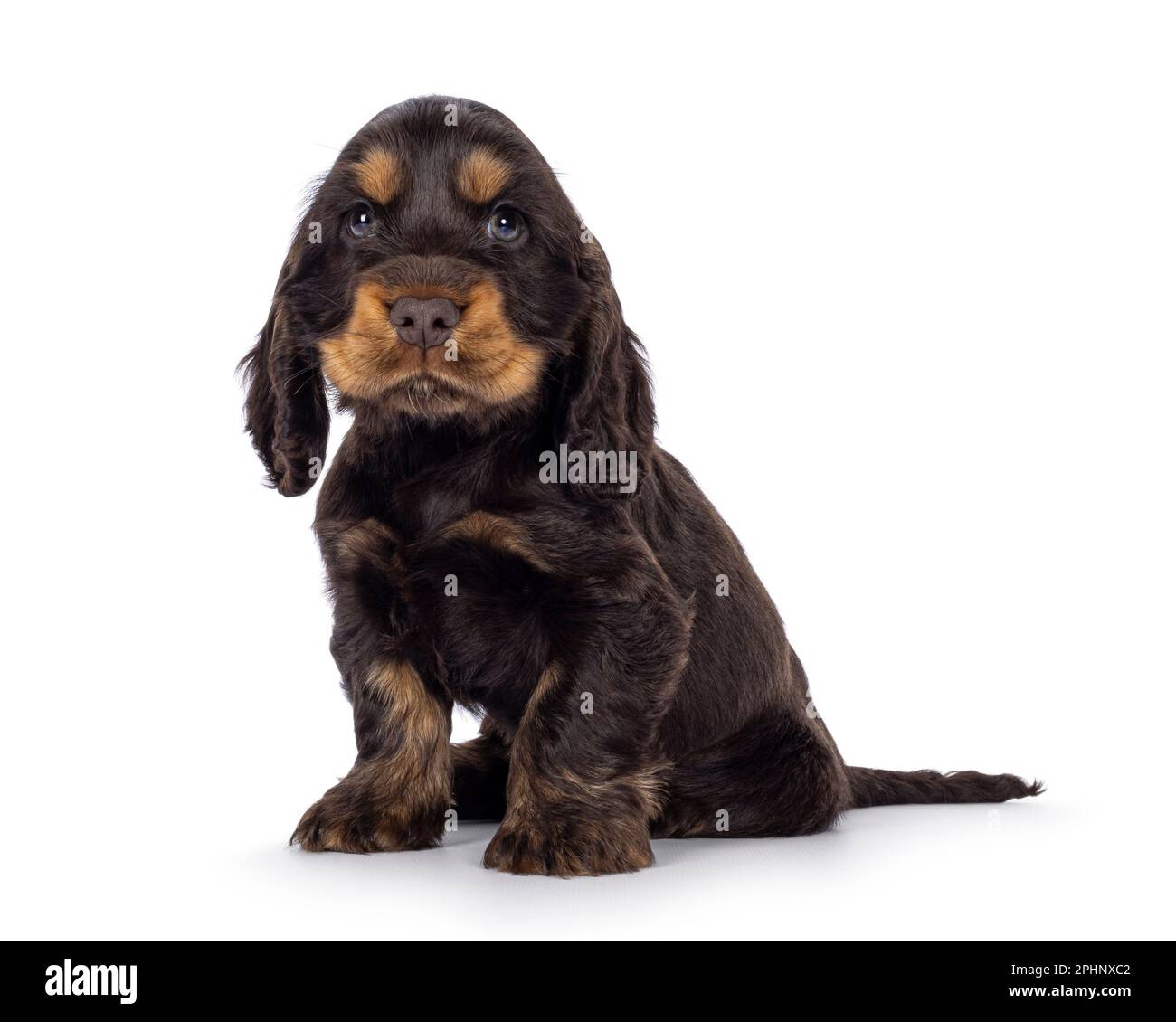 Adorabile cucciolo di cane Coclerspaniel inglese e tan, seduto su vie laterali. Guardando verso la fotocamera, isolata su uno sfondo bianco. Foto Stock