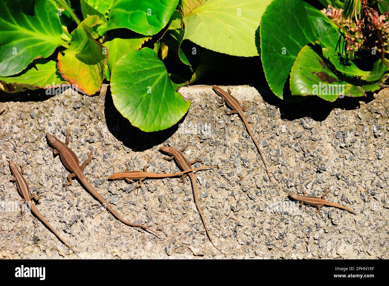 Muro di Madeiran Lizards, teira dugesil, sul muro di Eira do Serrado punto di vista, Funchal, Madeira, Portogallo Foto Stock