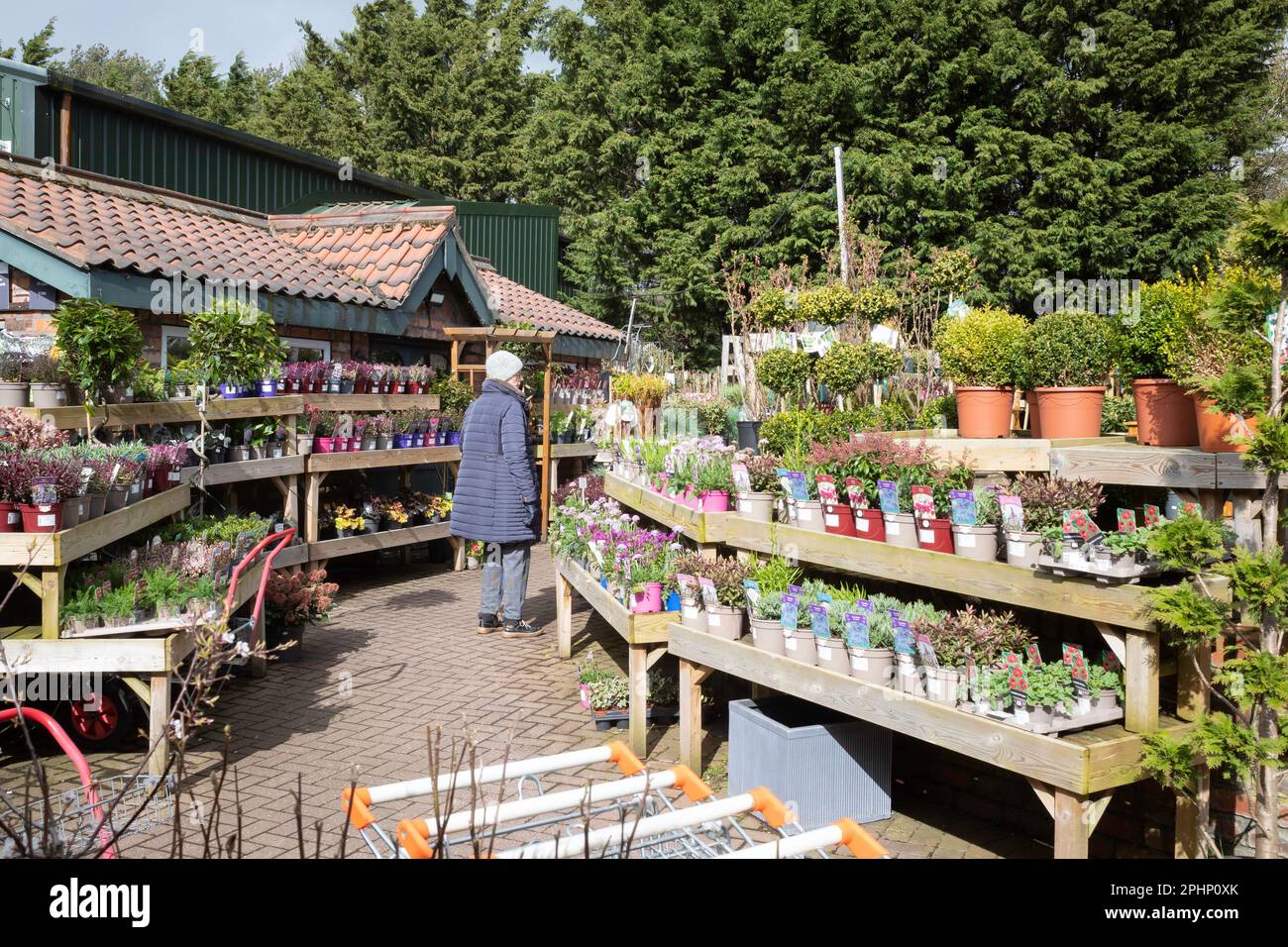 Donna anziana che guarda un Garden center esposizione di piante in vendita a Guisborough North Yorkshire Foto Stock