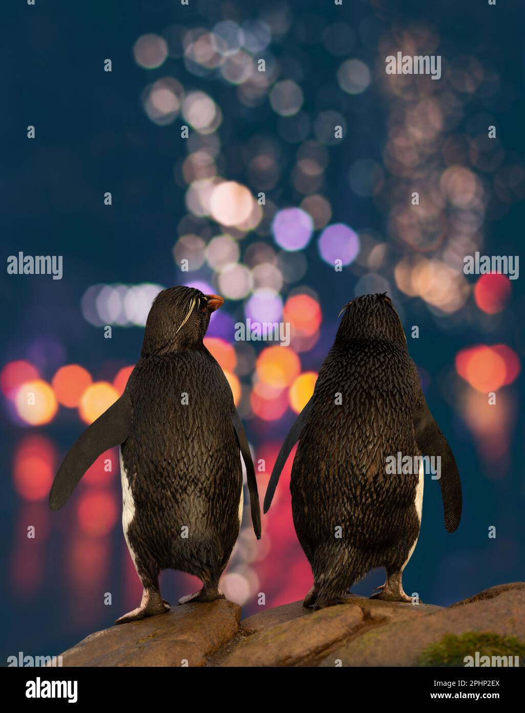 Primo piano dei pinguini Rockhopper che guardano le luci della città. Foto Stock