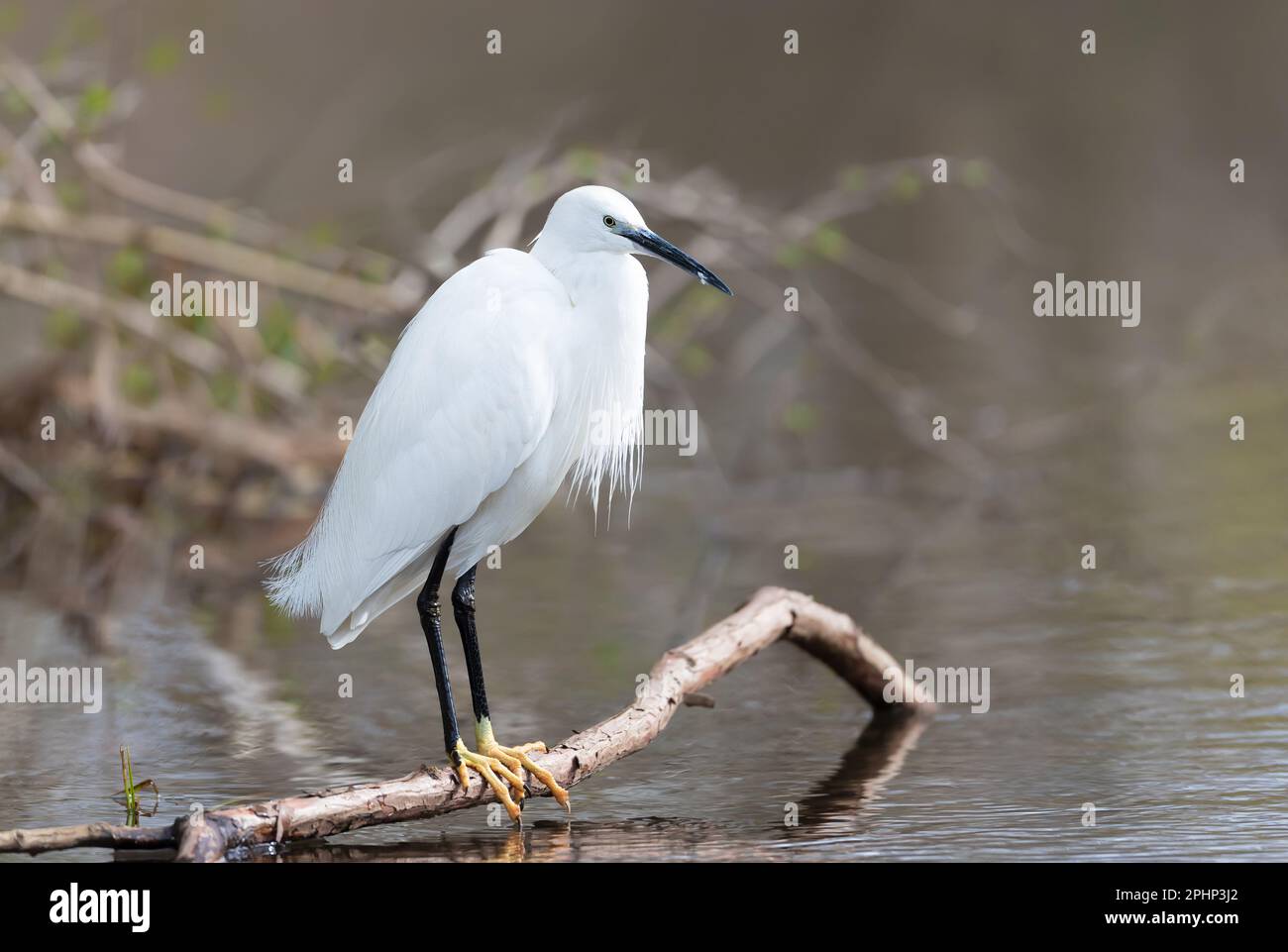 Primo piano di una piccola gretta (Egretta garzetta) arroccata su un ramo d'albero, Regno Unito. Foto Stock