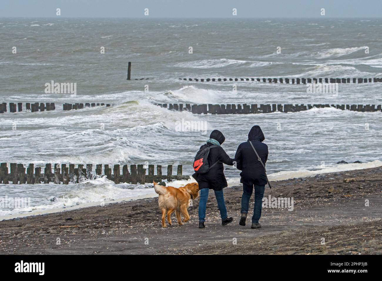 Coppia con cane che cammina lungo la costa del Mare del Nord in una giornata ventosa durante la tempesta invernale in Zeeland, Paesi Bassi Foto Stock
