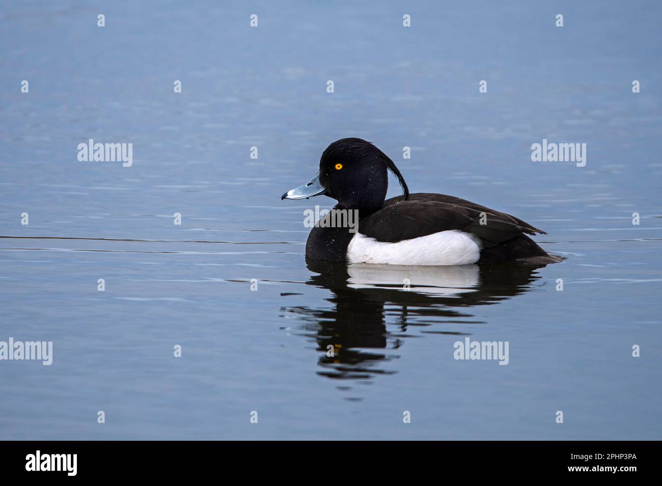 Tufted anatra / tufted pochard (Aythya fuligula) maschio in allevamento piumaggio nuoto in stagno all'inizio della primavera Foto Stock