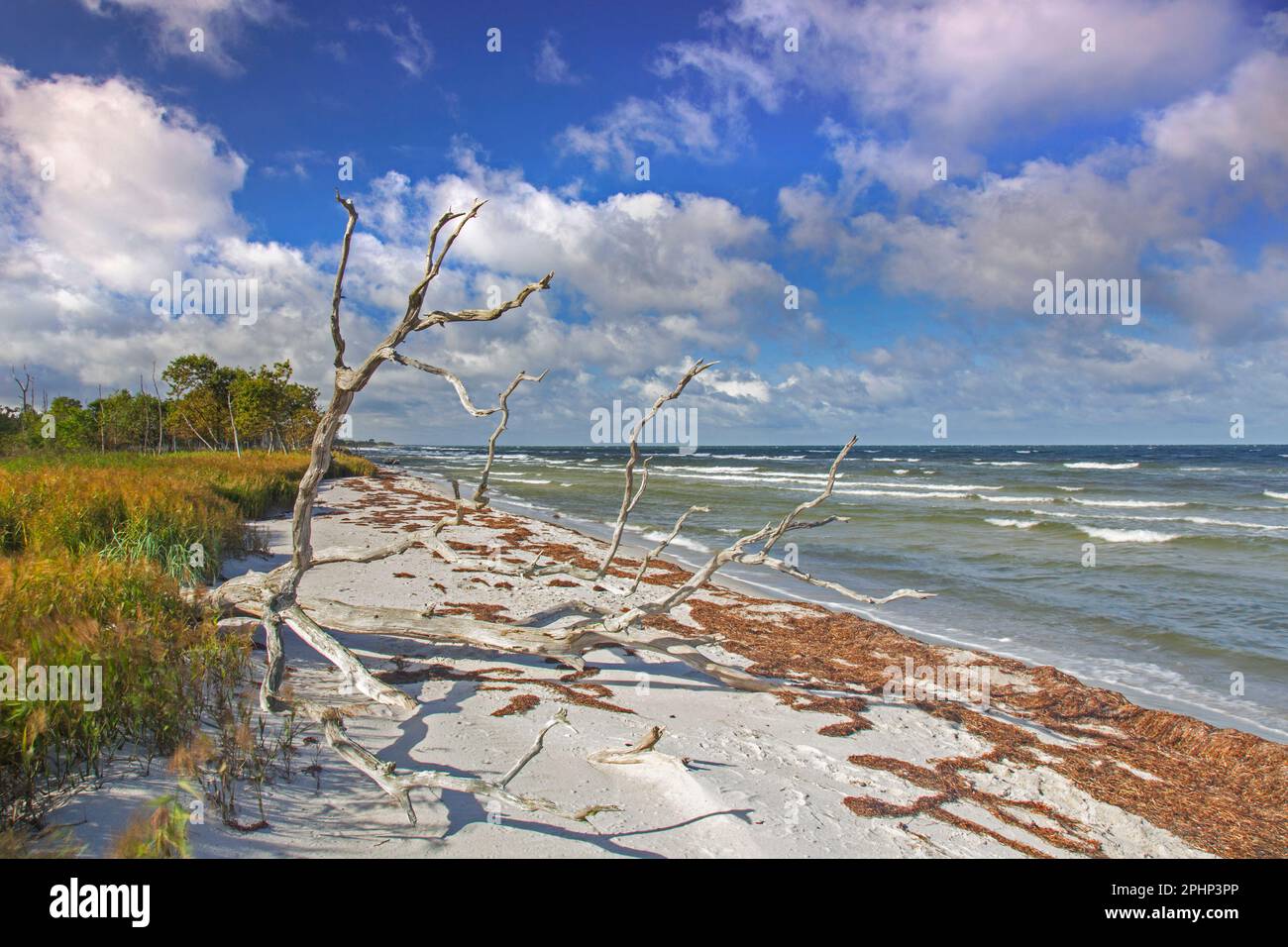 Alberi morti / driftwood lavato a riva sulla spiaggia sabbiosa lungo il Mar Baltico presso la zona occidentale Pomerania Laguna NP, Meclemburgo-Vorpommern, Germania Foto Stock