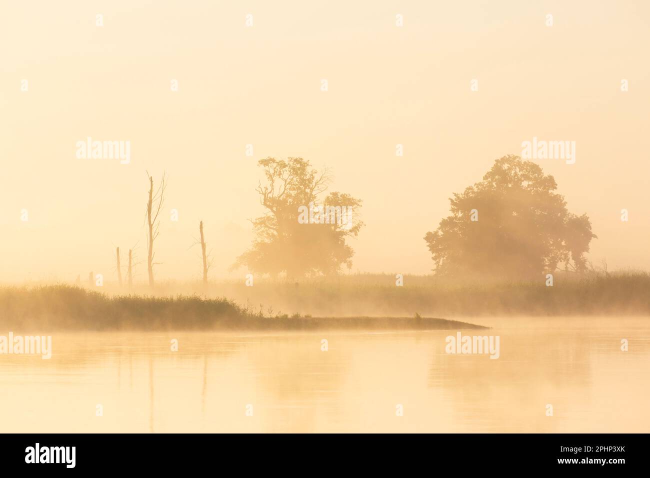 Alberi che si stagliavano all'alba / alba lungo il fiume Elba coperto di nebbia presso la bassa Sassonia Elbe Valley Biosphere Reserve, bassa Sassonia, Germania Foto Stock