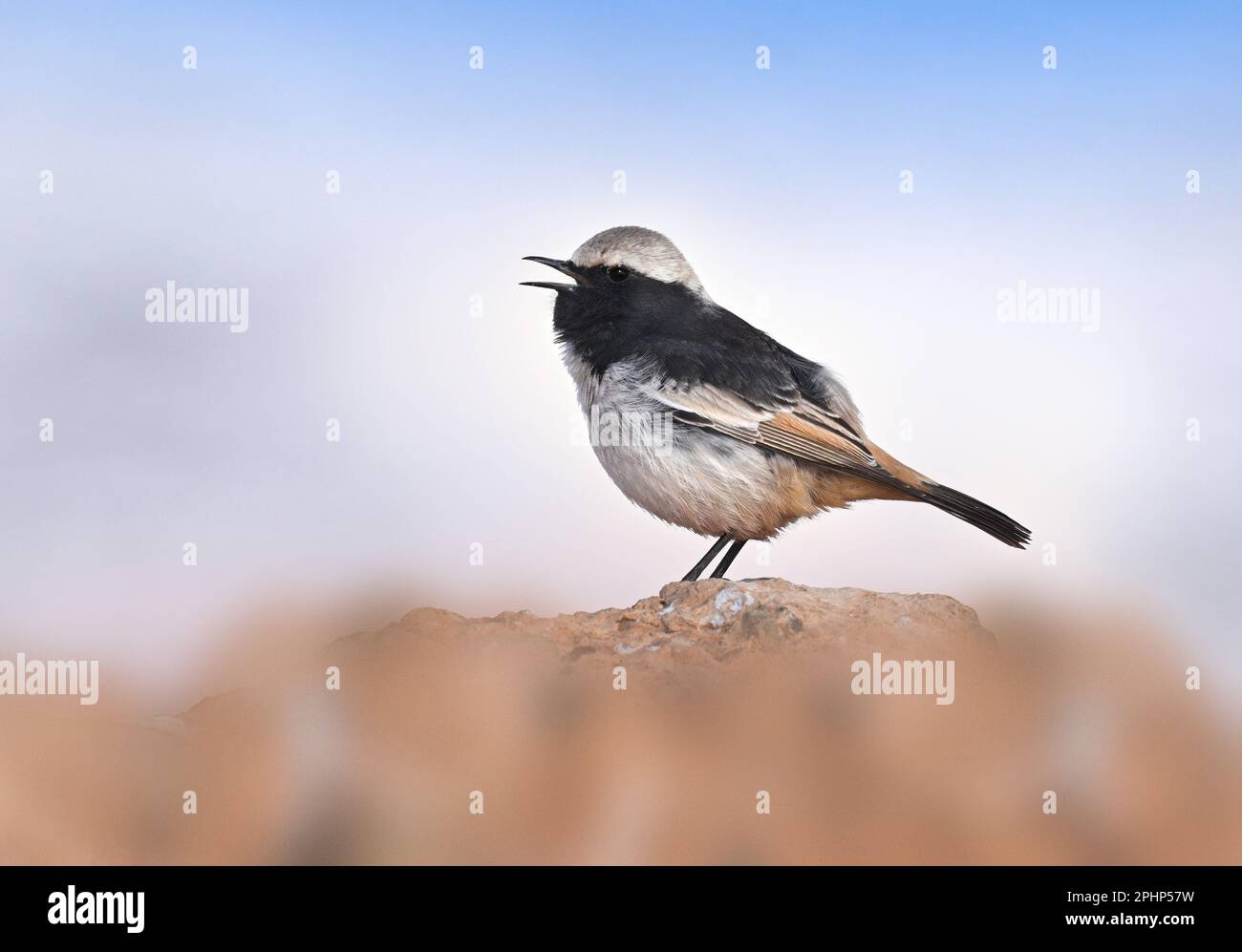 Rosso-rumped Wheatear - Oenanthe moesta Foto Stock