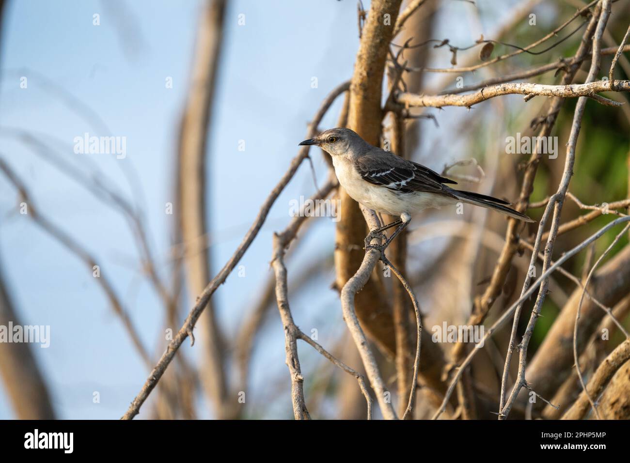 Ritratto di Kingbird grigio Foto Stock