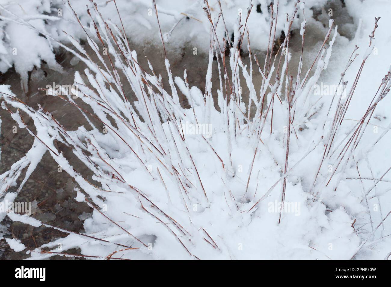Neve su lame di erba lunga Foto Stock
