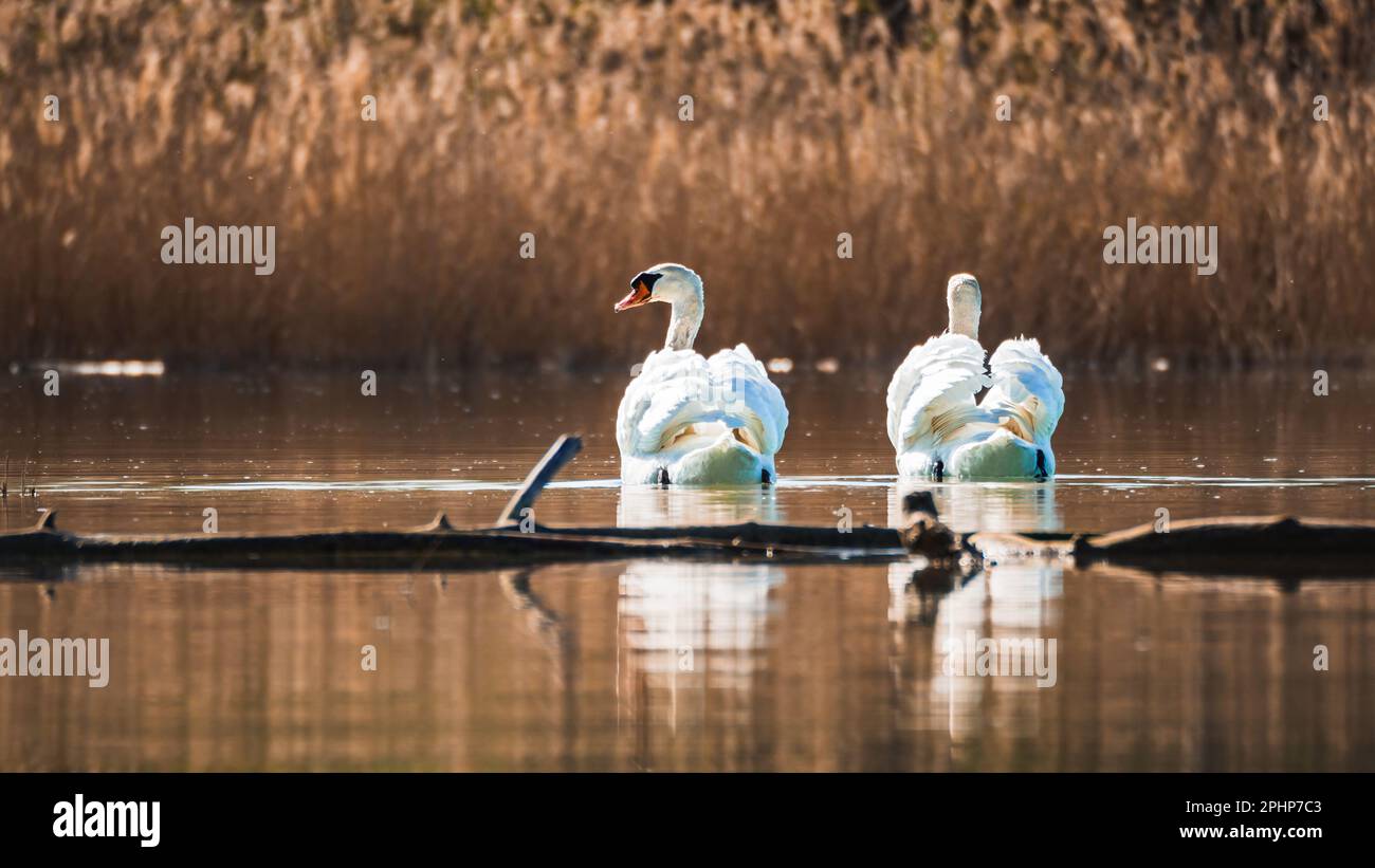 Due cigni bianchi nuotano sul lago ai raggi del sole nascente Foto Stock