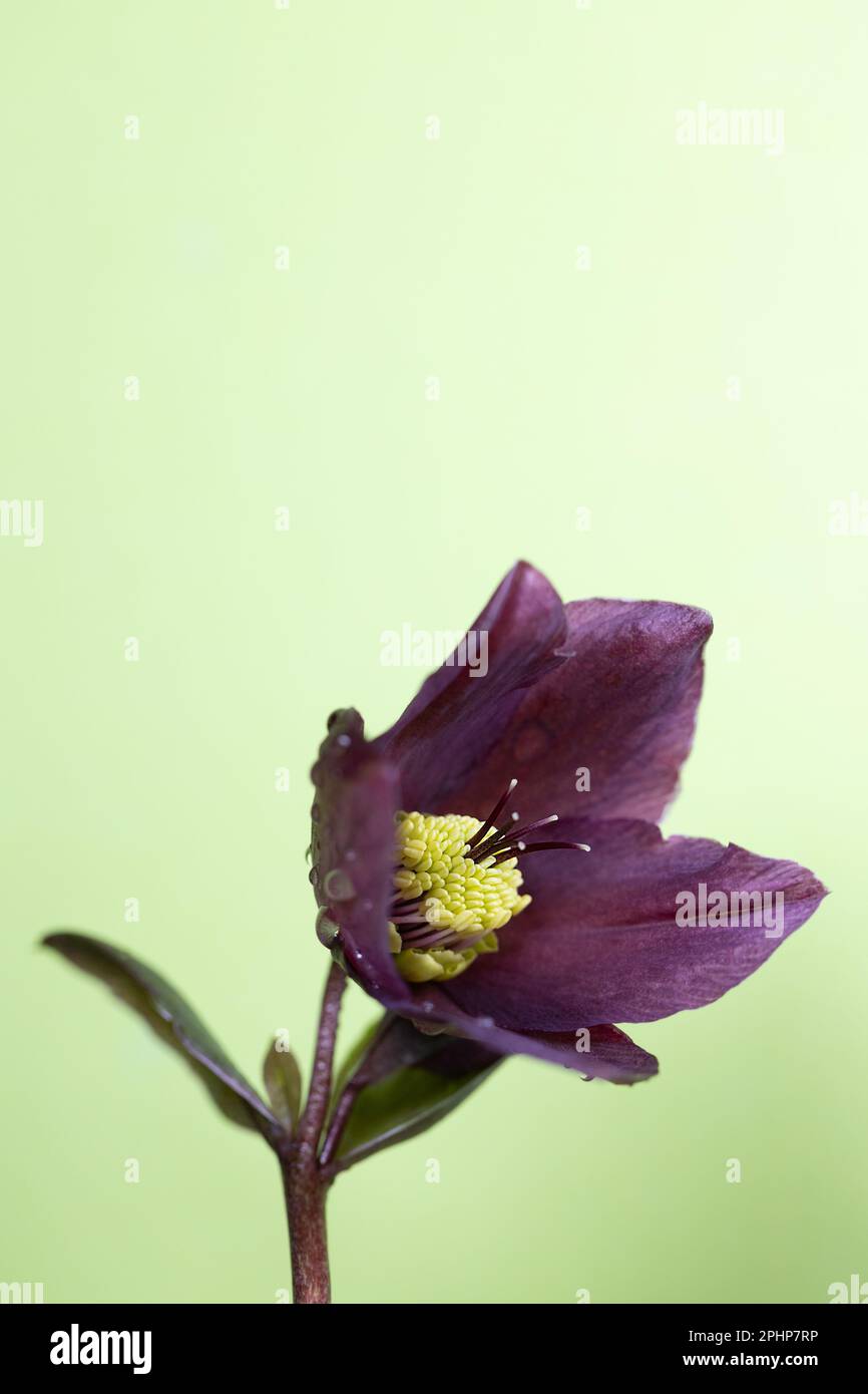 Un fiore rosso su fondo verde lime. Foto Stock