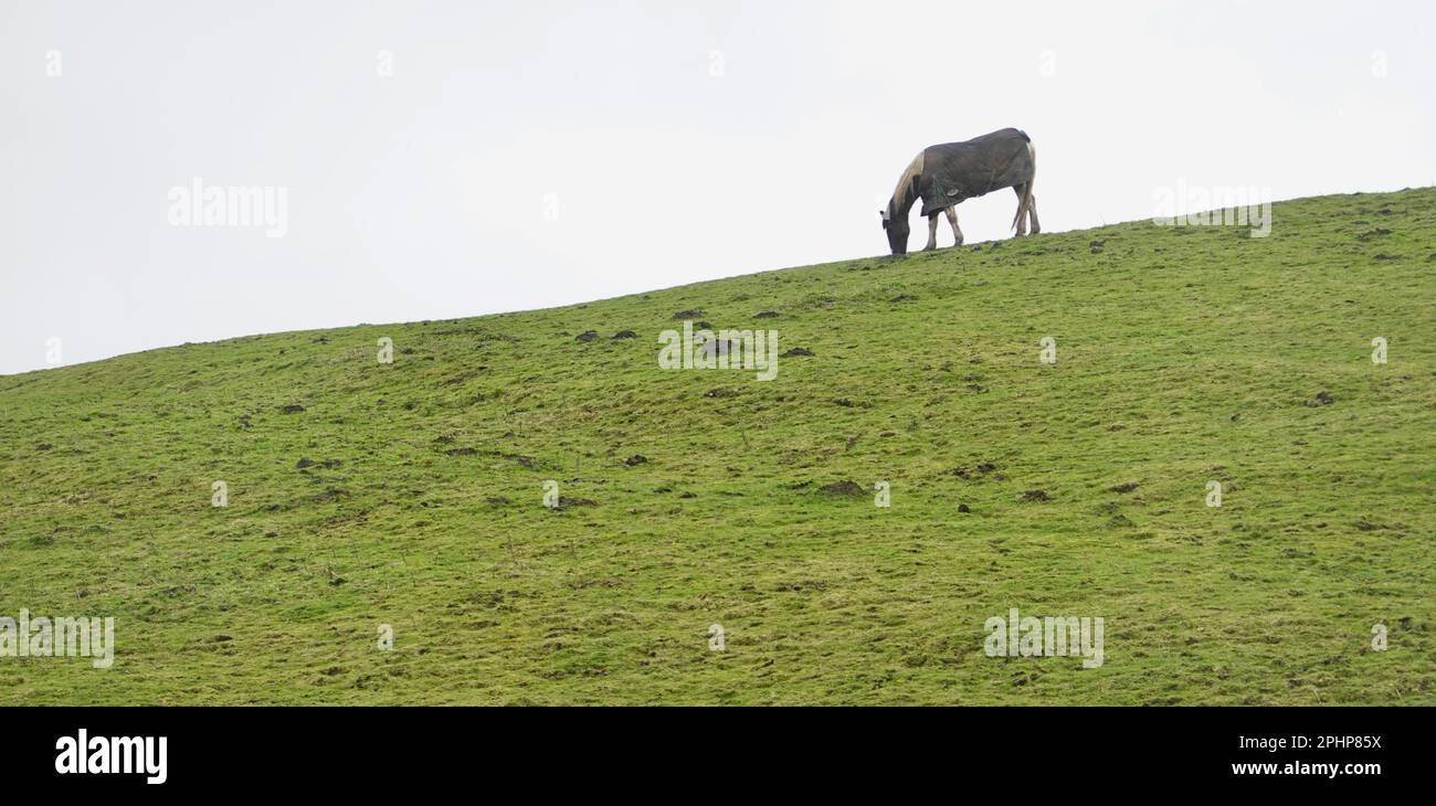 Cavallo pascolo sulla cima di un campo Foto Stock