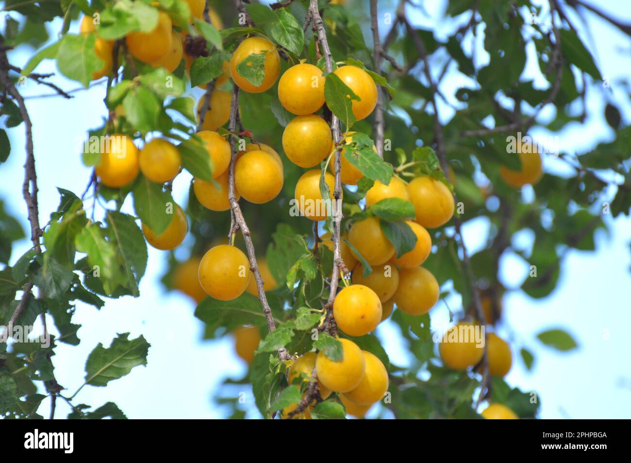 Sui rami dell'albero maturano frutti di ciliegia-prugna (Prunus cerasifera). Foto Stock