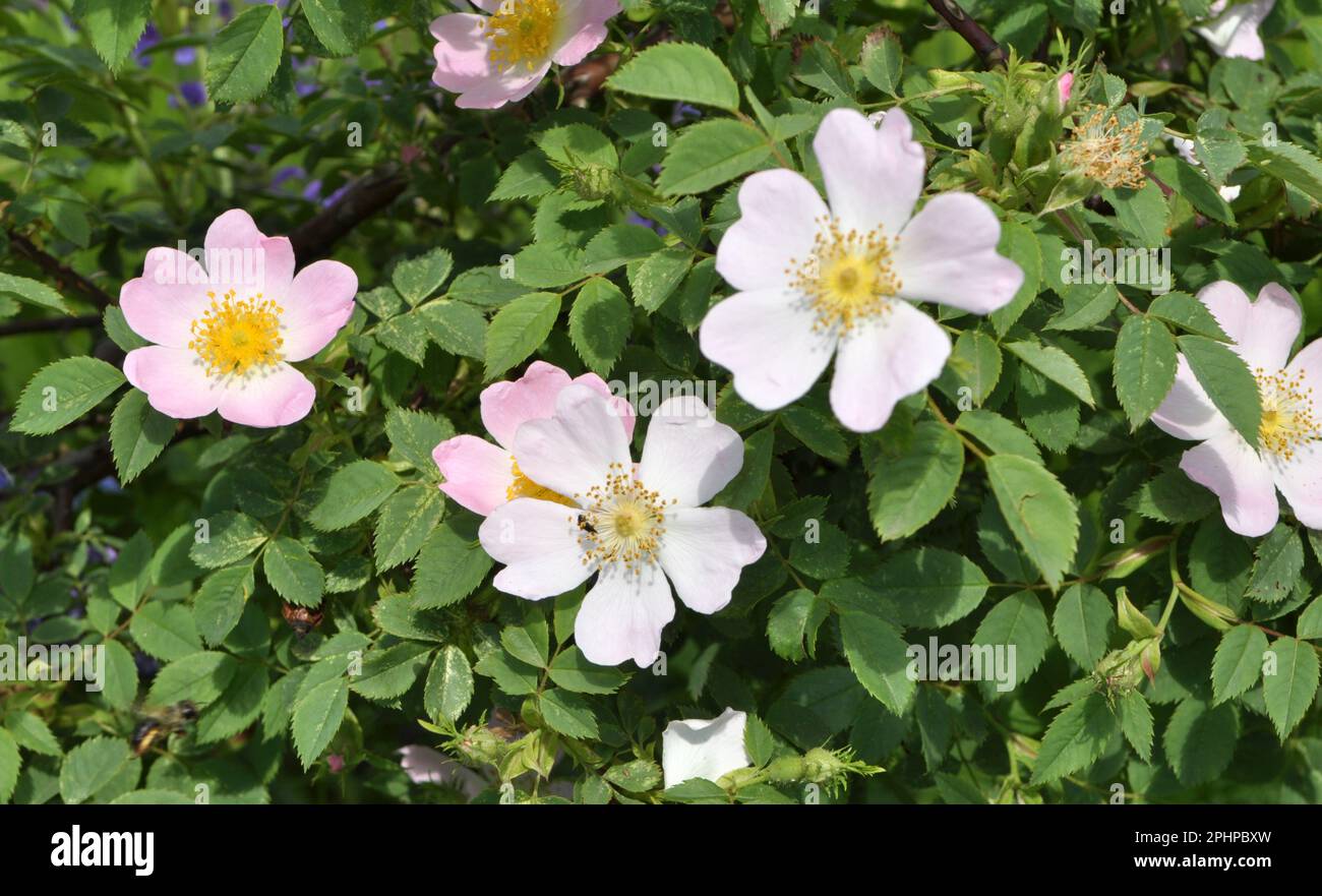 In primavera fiorisce il cespuglio di rose selvatiche Foto Stock