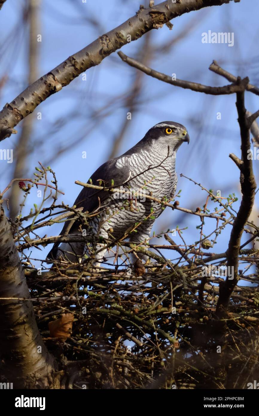 sugli occhi... Goshawk settentrionale ( Accipiter gentilis ), goshawk femminile adulto sul suo nido Foto Stock