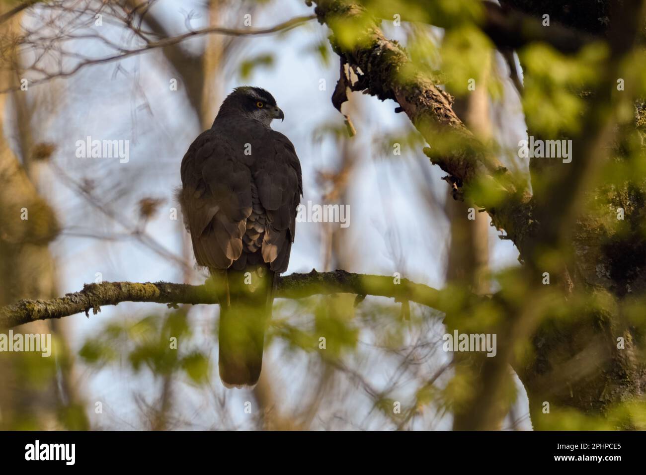 riposante nell'albero... Goshawk ( Accipiter gentilis ), goshawk femminile nella foresta, osservazione tipica Foto Stock