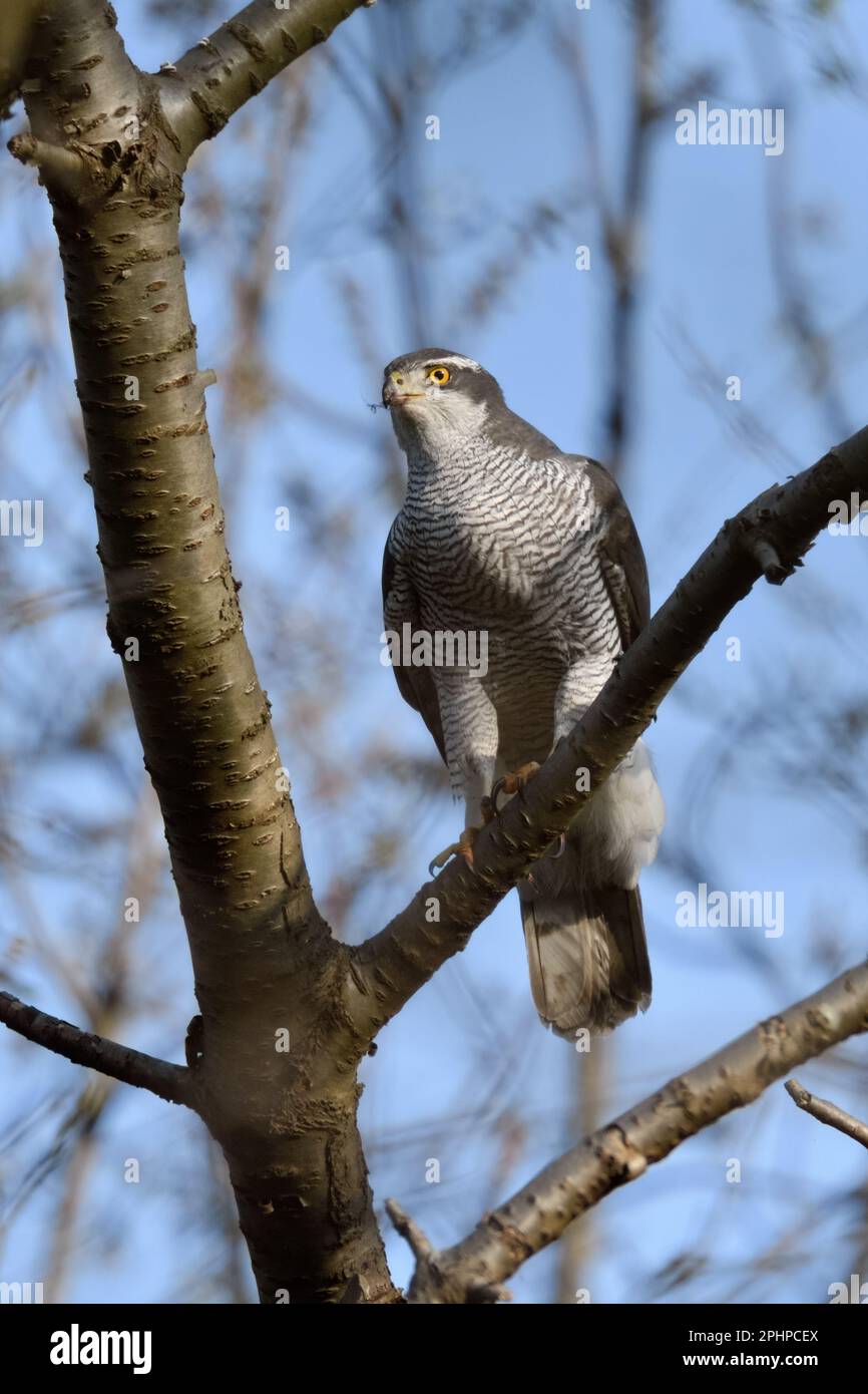 durante la caccia... Goshawk ( Accipiter gentilis ) Peks per preda Foto Stock