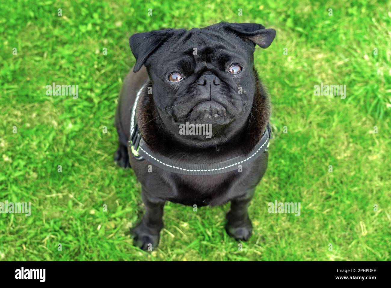 nero mops pug cane seduto e guardando verso l'alto nella telecamera . Foto Stock
