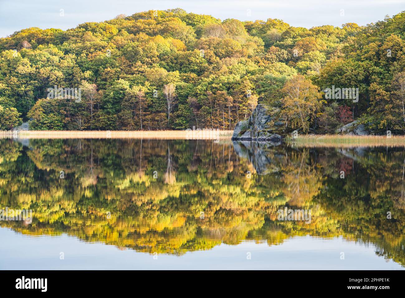 Una silenziosa e serena scena autunnale in Svezia; acque tranquille del lago che riflettono gli alberi e le piante della foresta incontaminata. Foto Stock