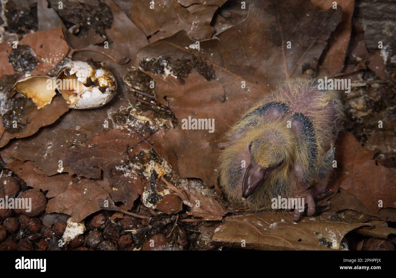 Feral Pigeon Chick, Columba livia, Londra, Regno Unito Foto Stock