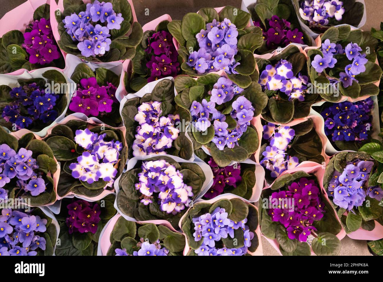 Molti violetti africani Top View, Bloffed White Flowers Bouquet, Macro Foto di petali viola fioritura con fuoco selettivo Foto Stock