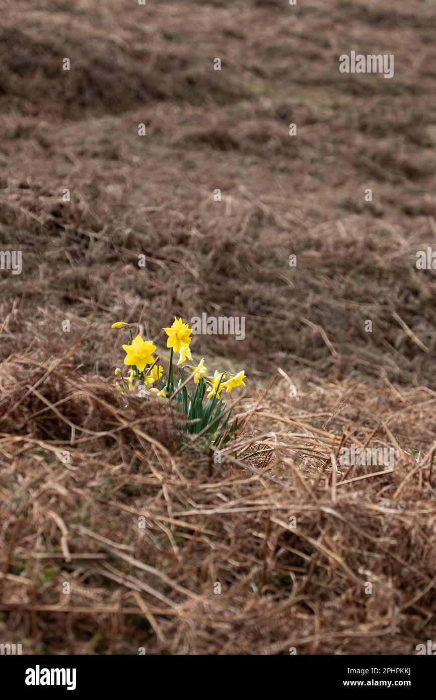 Un gruppo isolato di narciso primaverili che si ergono su uno sfondo di salmastra bruno all'inizio di aprile nel Galles del Nord Foto Stock