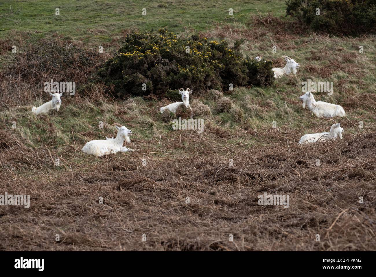 Una mandria di capra di Kashmiri capra Capra Markhor alcuni con i capretti sulle pendici superiori del promontorio di Great Orme a Llandudno, Galles del Nord Foto Stock