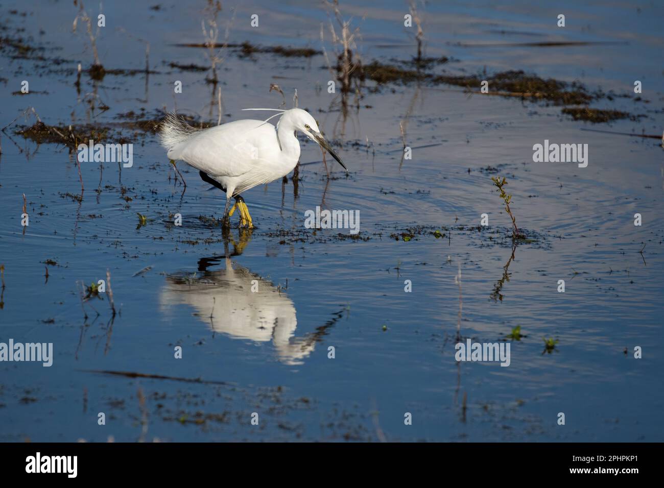 Un piccolo garzetta Egret Egreta che si aggira nelle paludi poco profonde alla ricerca di cibo presso la Conwy RSPB Reserve, Galles del Nord Foto Stock