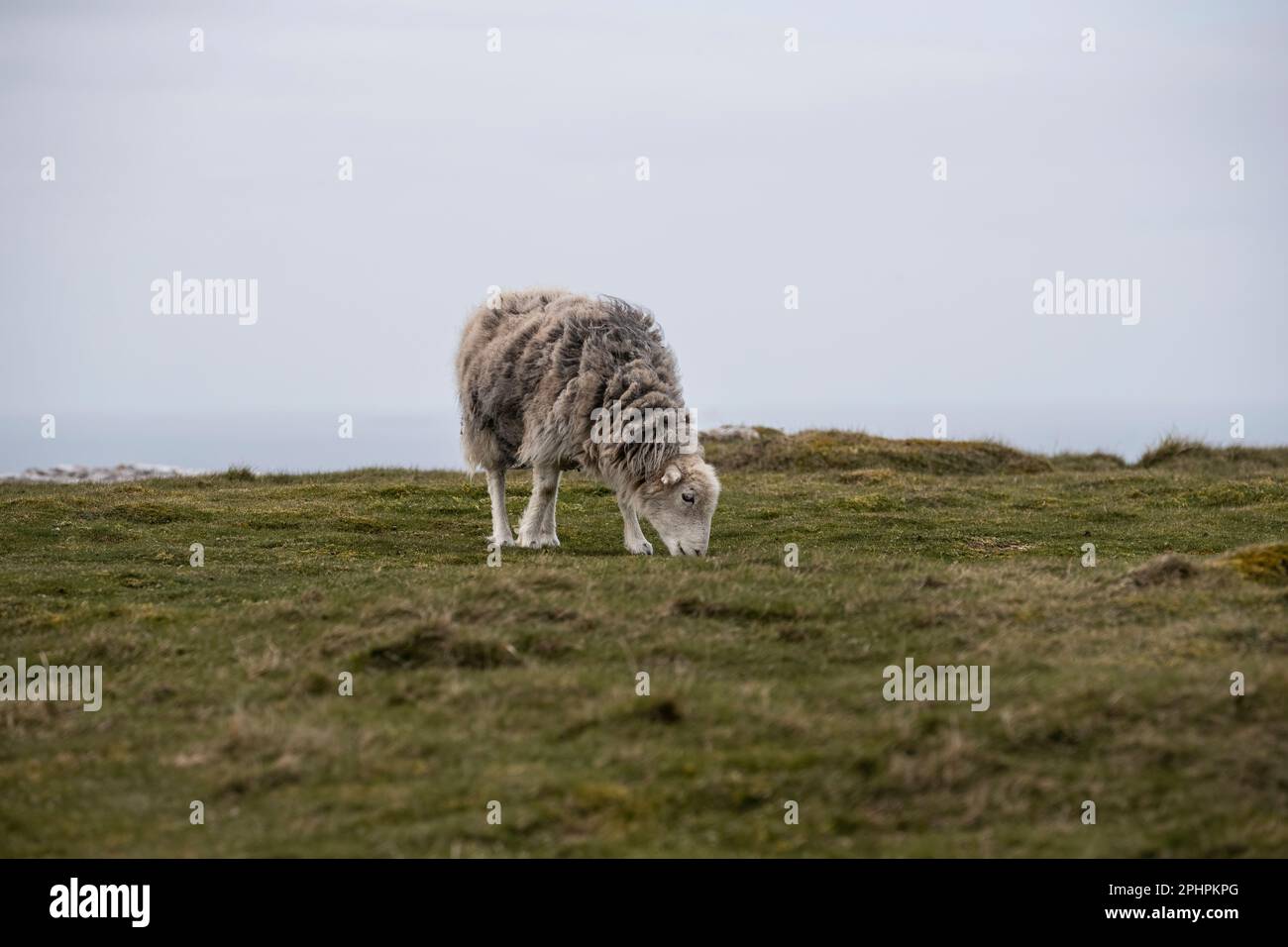 Una pecora solitaria Ovis aries pascolo sull'erba corta e aspro paesaggio della cima della Grande Orme a Llandudno, Galles del Nord Foto Stock