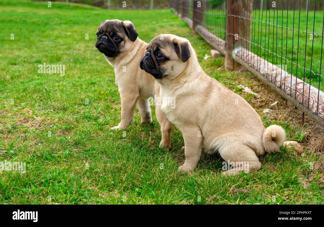 due cuccioli carini piccoli mops pug dog seduti in giardino. Foto Stock