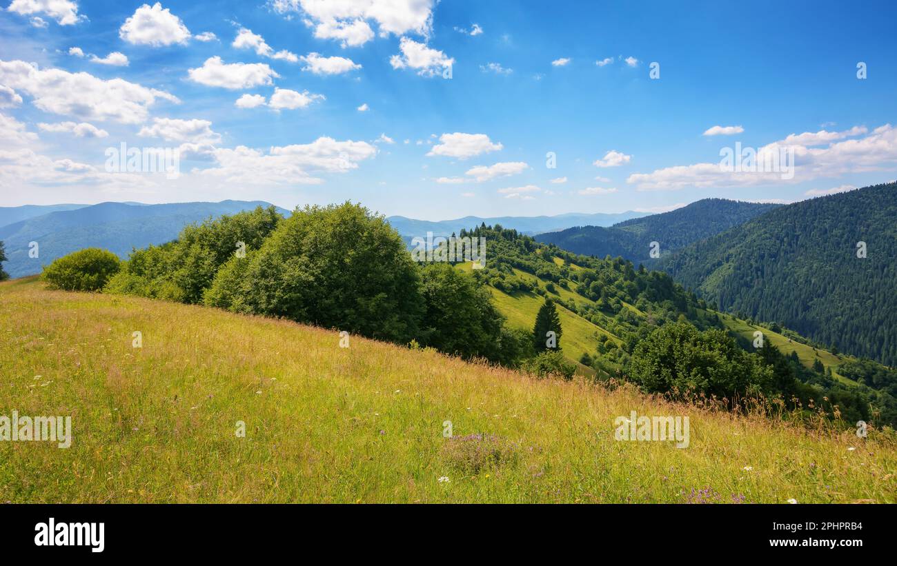 paesaggio erboso prato di montagne ucraine. scenario estivo della campagna carpaatica in una calda giornata di sole Foto Stock