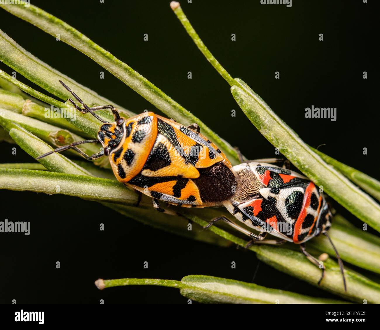 Un primo piano di due bug dello schermo di accoppiamento. Eurydema ornata. Foto Stock