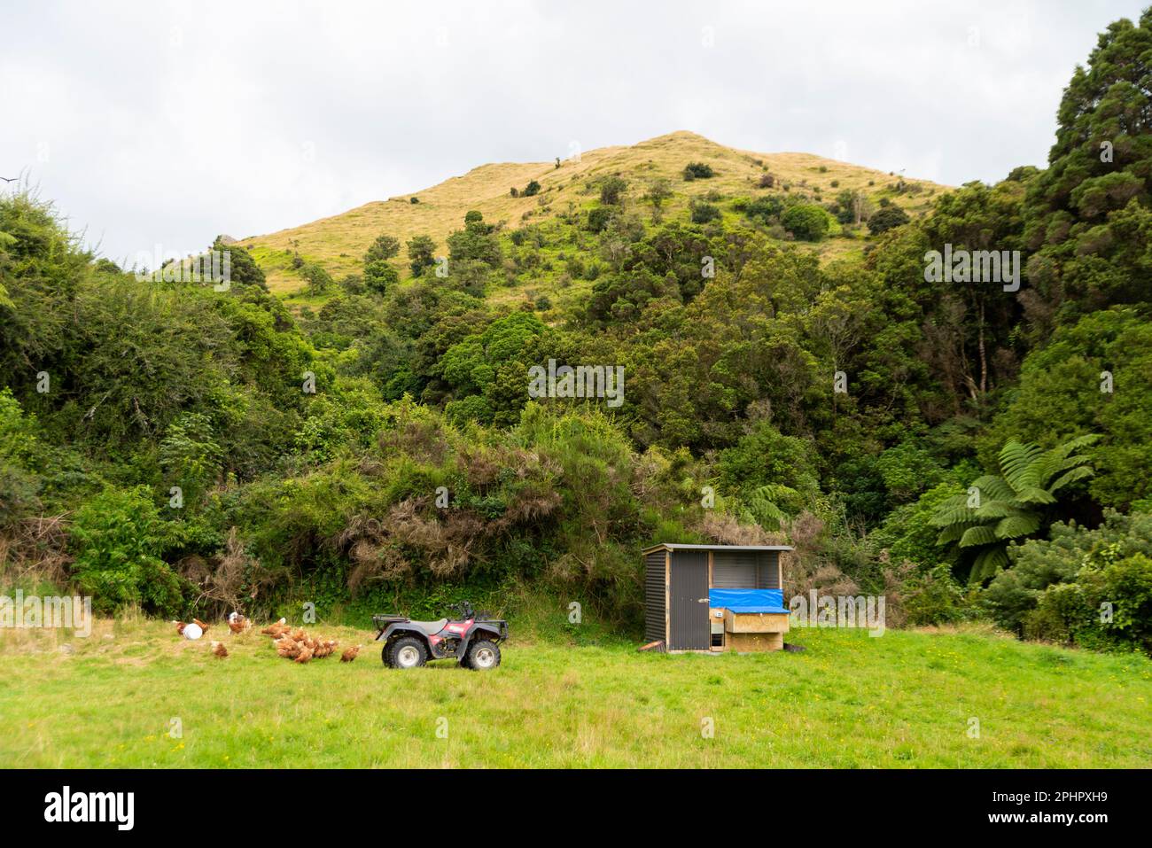 Pollo, polli e quad in un paddock in una fattoria nella Wairarapa, Nuova Zelanda. Valle sotto paesaggio collinare Foto Stock